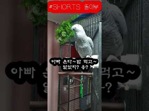 말잘하는천재앵무새똘이 K-parrot [똘이뷰] Korean-gray parrot#shorts