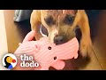 Rescue Pittie Can&#39;t Stop Smiling About Her Pink Plushie | The Dodo