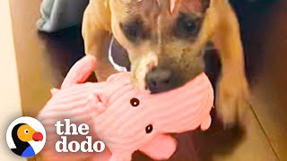 Rescue Pittie Can't Stop Smiling About Her Pink Plushie | The Dodo
