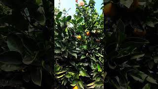 Why is this so satisfying to watch? 🤯 #nature #rain #orange #tree #aesthetic #relaxing #osmopocket3