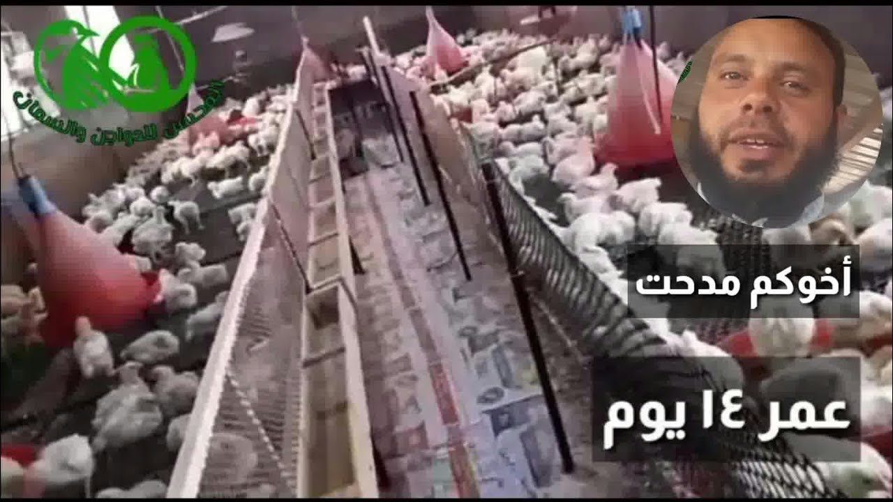 عنبر دواجن منزلى متكامل تربية على السرير الحديد وأوزان مثالية متجانسة وأخوكم مدحت من أرض الواقع