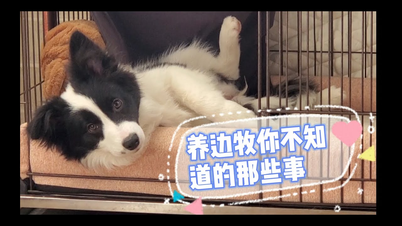 养边牧后悔一个月，不养边牧后悔一辈子 8；If you had a Border Collie, would you regret it or like it？part 8
