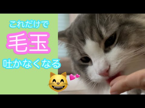 猫の毛玉、吐くのは普通じゃない？原因と予防法を徹底解説
