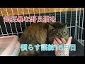 超狂暴な野良猫を慣らす訓練18日目 初対面チャレンジ