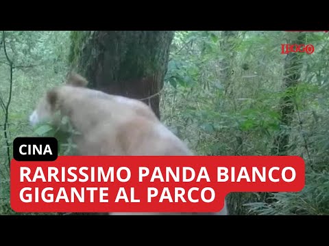 Video Cina, un rarissimo panda gigante bianco scorrazza al parco