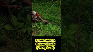 Kabel Bahaya, untung Pohon kelapa bisa ditarik