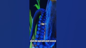 Sự thật thú vị về bạch tuộc #shorts