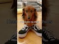 Levitating🕴️ #dualipa #shortvideo #youtubeshorts #dog #ytshorts #funny #shorts #musicvideo #dog
