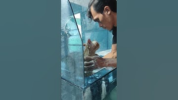 Thumbnail of #oldies #music #coversong #80smusic #flashback #cat #sioyen #catlover #kitten #shorts #cats #fyp