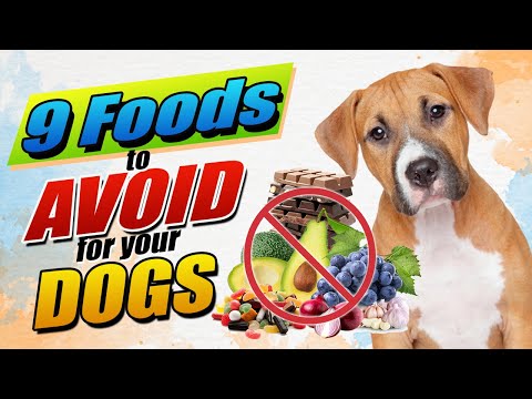 Video: 10 šuniui tinkamų žmonių maistinių medžiagų, kurias galite pasidalinti su savo pūkuotu draugu
