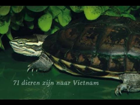 Video: Reddingspoging In Vietnam Voor Vereerde Reuzenschildpad