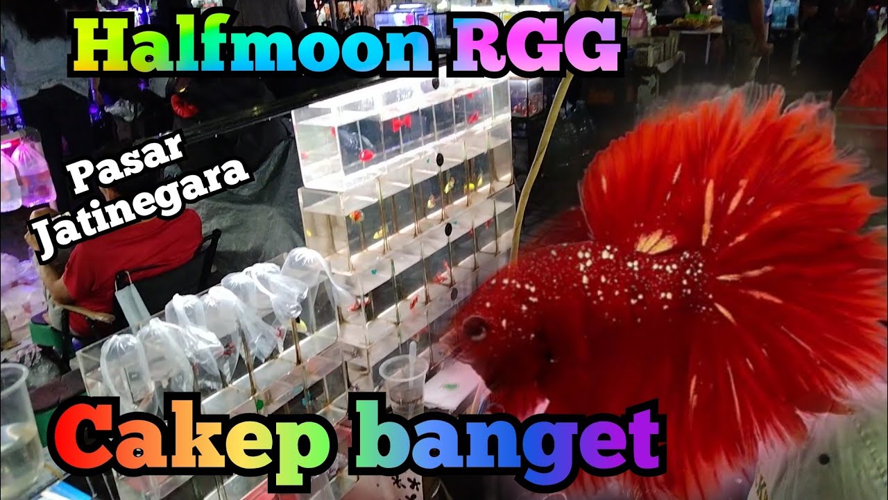 Niatnya mau bungkus yang Halfmoon RGG..🤣