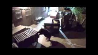 Bear Takes Entire Dumpster  熊はダンプスターを盗む  Oso astuto robando un contenedor de basura