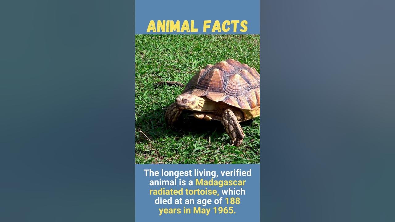 tu-i-malila-the-longest-living-verified-animal-in-history-shorts