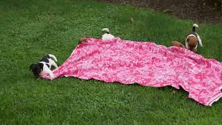 Jack Russell Terrier Puppies For Sale