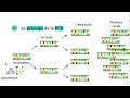 La technique pcr polymerase chain reaction 