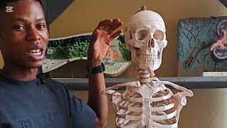 JAMB 2026 BIOLOGY: Explanation of the Skeletal system
