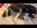 Siberian Husky giving birth to Puppies!