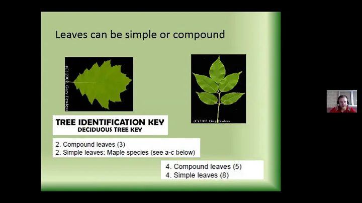 Get to know your local trees and invasive plants