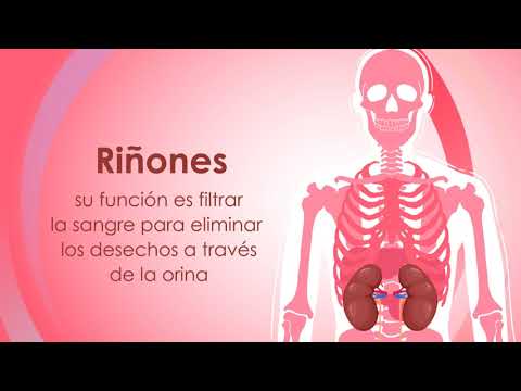 Video: ¿Son los órganos vitales?