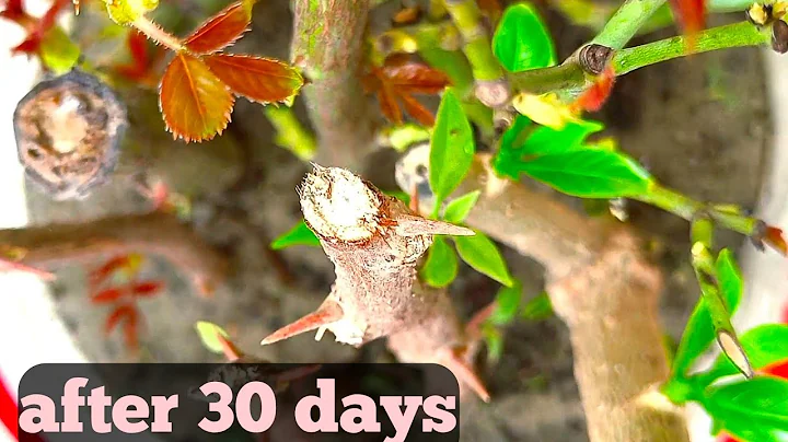 Few people know that roses can be propagated in this simple way./Propagate all plants from cuttings