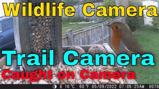 Wildlife Camera - Caught on Camera