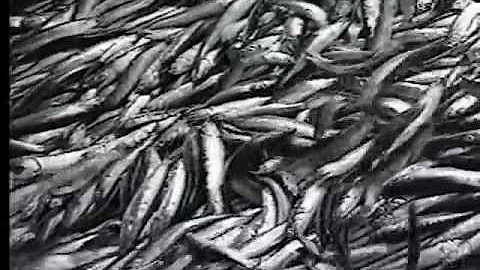 Fish Pump-TRANSVAC 3315-Live Anchovies - San Franc...
