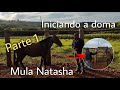 INICIANDO A DOMA DA MULA NATASHA - Por Fabiano Paulista