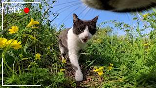 Cats Chasing Each Other In Nature: Cats With Camera Show Us Their World