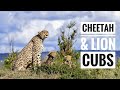 Baby Carnivores:  part 1 - Cheetah & Lion cubs