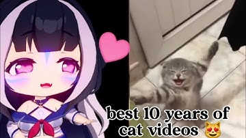 ShyLily reacts | The best 10 years of cat videos
