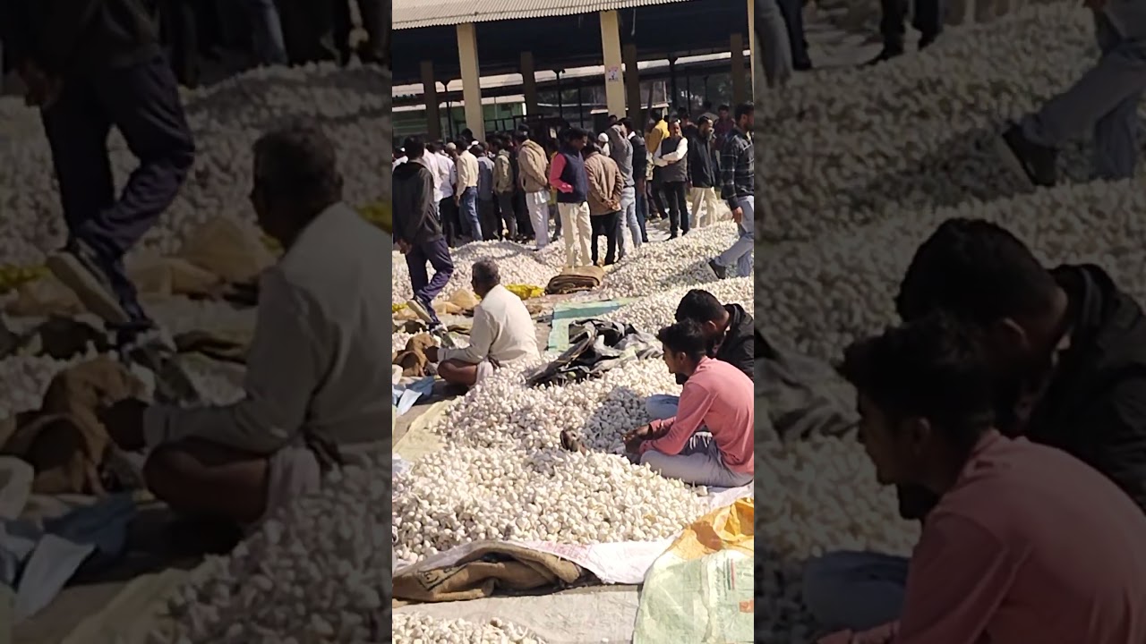 kheti kisani old garlic on the way