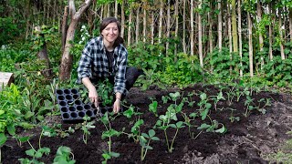 Strawberry Patch Makeover (Part 2) Planting a new strawberry patch