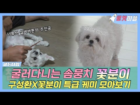 【#로켓피플】 실버버튼 획득한 🌟<strong>스타</strong> 강아지🐶 꽃분이 구성환과 나혼산 특급 케미💕 모아보기 | 나혼자산다 | TVPP | <strong>MBC</strong> 220722 방송