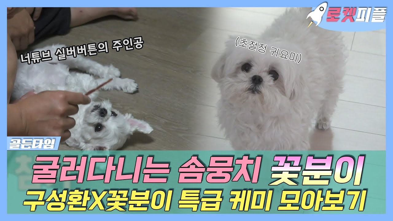 【#로켓피플】 실버버튼 획득한 🌟스타 강아지🐶 꽃분이 구성환과 나혼산 특급 케미💕 모아보기 | 나혼자산다 | TVPP | MBC 220722 방송