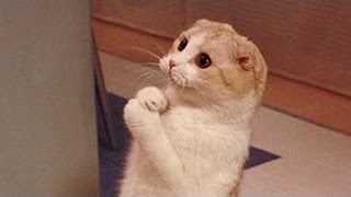 Кошки, настолько забавно, что вы будете смеяться пока не умереть - Забавный кот сборник Кошки, настолько забавно, что вы будете смеяться пока не умереть - Забавный кот сборник