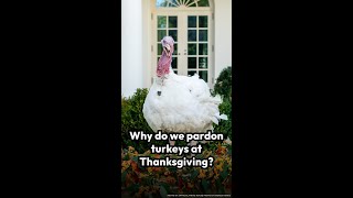 Why do we pardon turkeys at Thanksgiving?