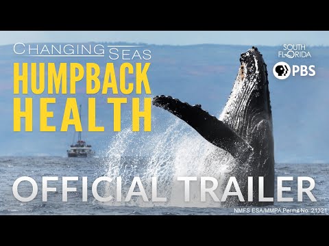 Humpback Health - Official Trailer