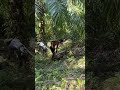 Harvesting oil palm fruit part 18