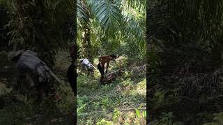 Harvesting oil palm fruit part 18