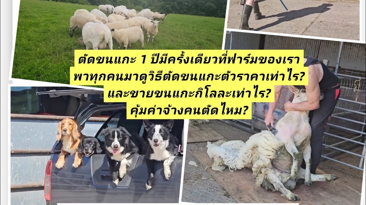 วิธีตัดขนแกะตัวราคาเท่าไร? และขายขนแกะกิโลละเท่าไร? คุ้มค่าจ้างคนตัดไหม? #ปีใหม่สะใภ้อังกฤษ