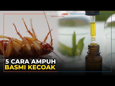 Video: Asam borat dari kecoak: resep dengan telur. Cara mengatasi kecoa di apartemen