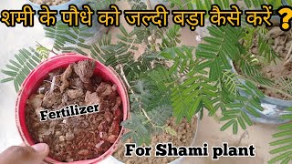 Best Fertilizer for Shami plant || How to grow Shami plant and care tips