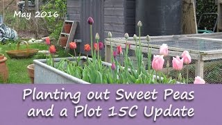 Katie's Allotment - May 2016 - Sweet Peas and an Update