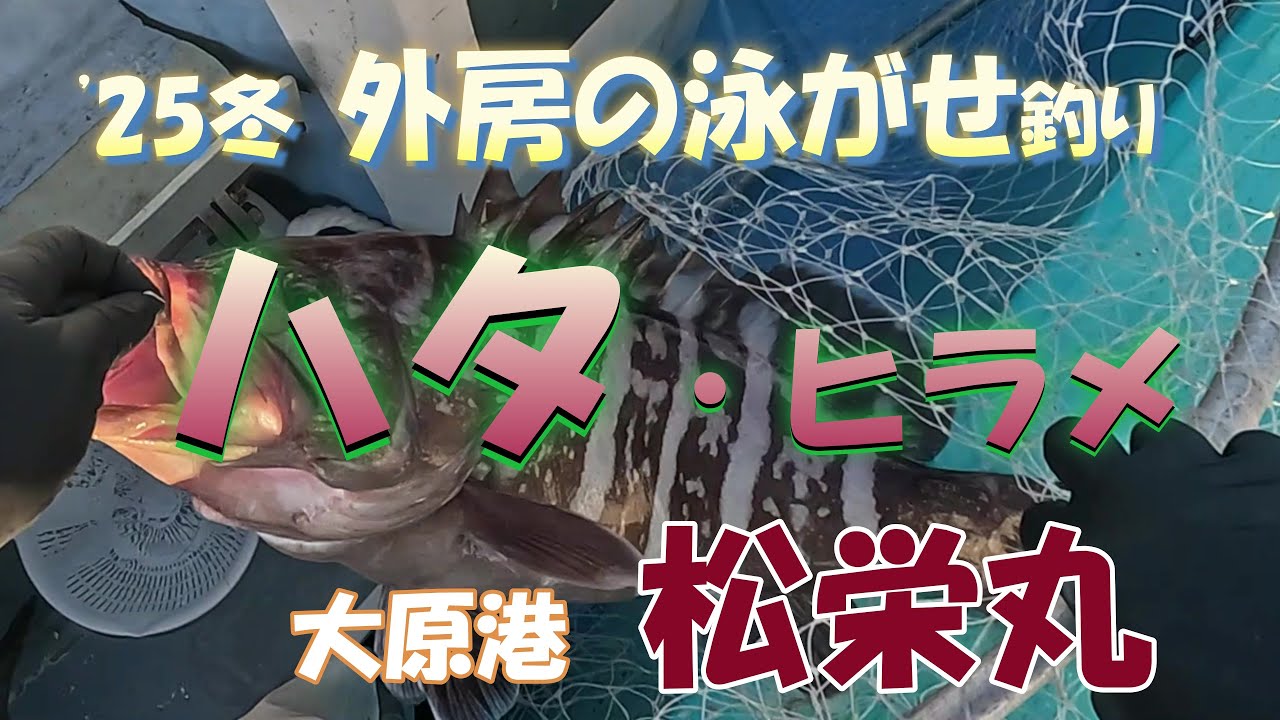 25冬 外房の泳がせ ハタ・ヒラメ釣り 大原港 松栄丸