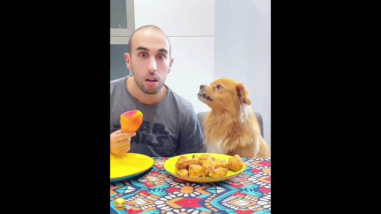 I Am Sorry Pet Funny Dog Foryou Asmrvideo Shorts