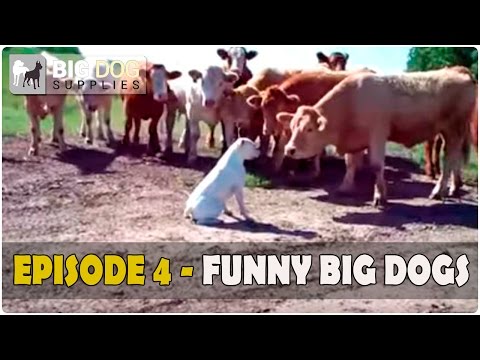 funny-dog-video---episode-4