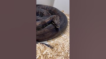 Gravid female Hypo IMG Aztec Jungle het Kahl we ran to a Labyrinth DH Kahl Anery