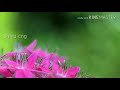 Whatsapp status ravi chandran sir song Whatsapp Status Video Download Free