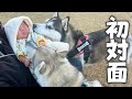 赤ちゃんを親友ハスキー犬に紹介したら幸せな姿が見れました…